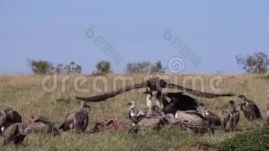 非洲白背秃鹫、非洲陀螺、鲁佩尔`秃鹫、罗佩佩利、拉佩特面秃鹫或努比亚秃鹫在飞行